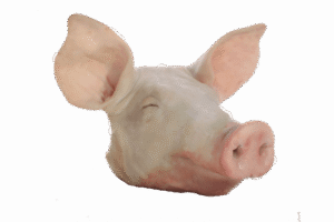 CABEÇA DE PORCO