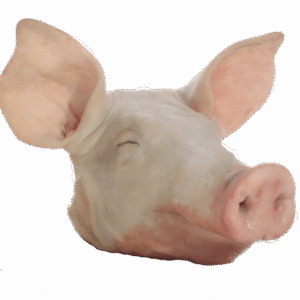 CABEÇA DE PORCO